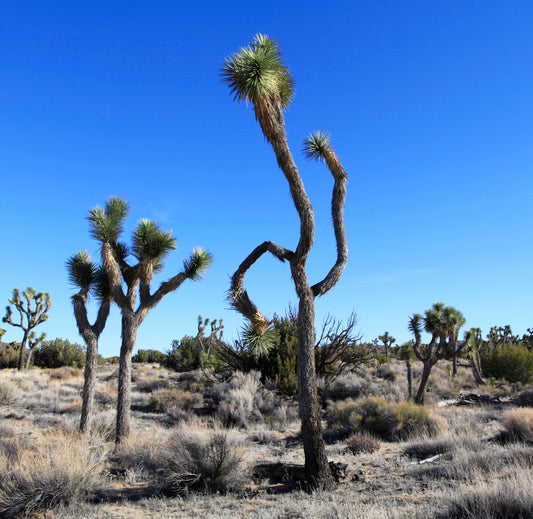 8x10" archival digital color print of a dancing Joshua Tree. Signed, dated and numbered on verso.